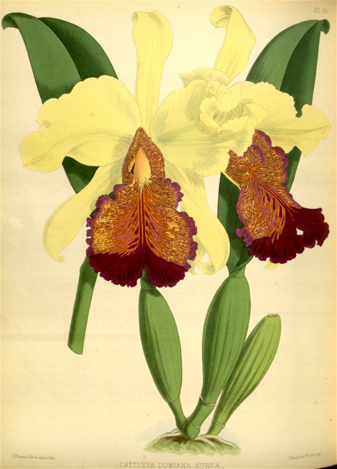R. Warner & B.S. Williams - The Orchid Album - volume 02 - plate 084 (1883)