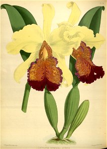 R. Warner & B.S. Williams - The Orchid Album - volume 02 - plate 084 (1883)
