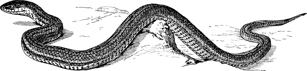 Queen Snake-TSF 0031