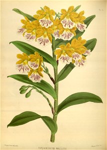 R. Warner & B.S. Williams - The Orchid Album - volume 02 - plate 074 (1883)