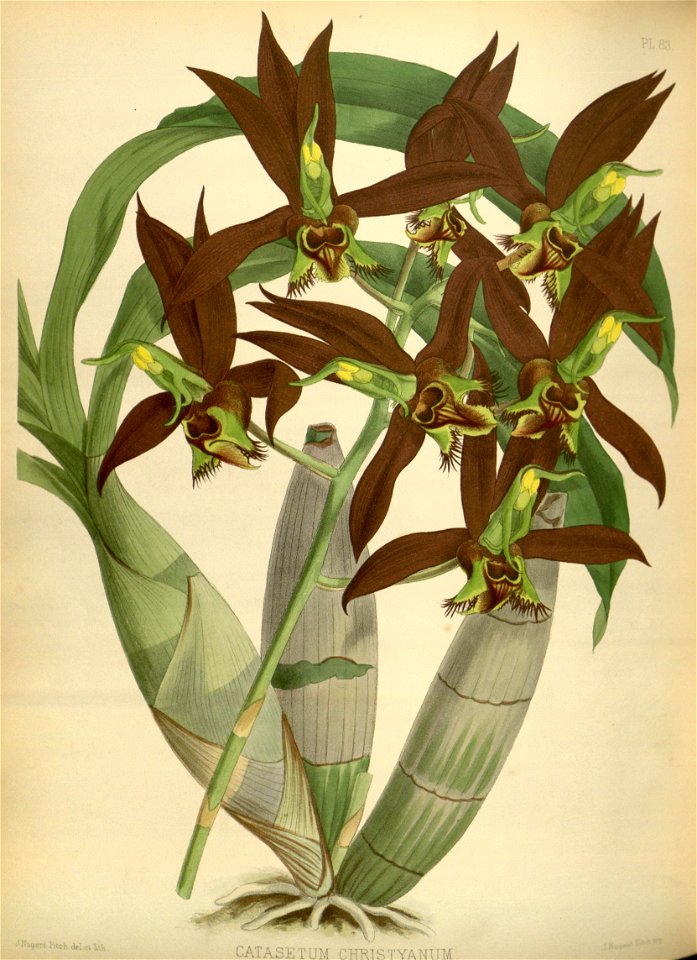 R. Warner & B.S. Williams - The Orchid Album - volume 02 - plate 083 (1883)