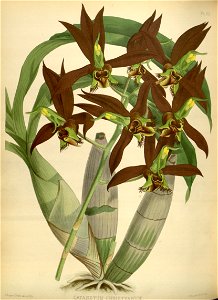 R. Warner & B.S. Williams - The Orchid Album - volume 02 - plate 083 (1883)