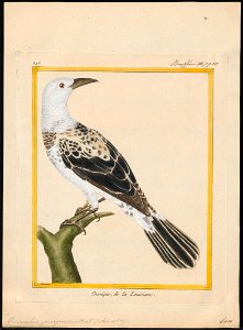 Quiscalus purpureus - 1700-1880 - Print - Iconographia Zoologica - Special Collections University of Amsterdam - UBA01 IZ15800305