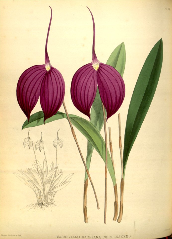 R. Warner & B.S. Williams - The Orchid Album - volume 01 - plate 024 (1882)