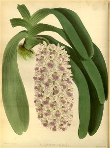 R. Warner & B.S. Williams - The Orchid Album - volume 02 - plate 056 (1883)