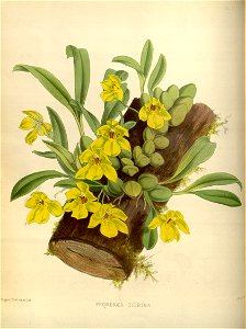 R. Warner & B.S. Williams - The Orchid Album - volume 01 - plate 007 (1882)