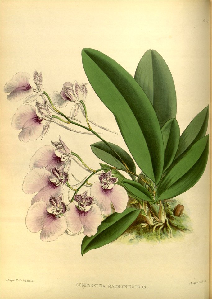 R. Warner & B.S. Williams - The Orchid Album - volume 02 - plate 065 (1883)