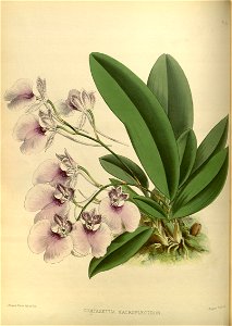 R. Warner & B.S. Williams - The Orchid Album - volume 02 - plate 065 (1883)