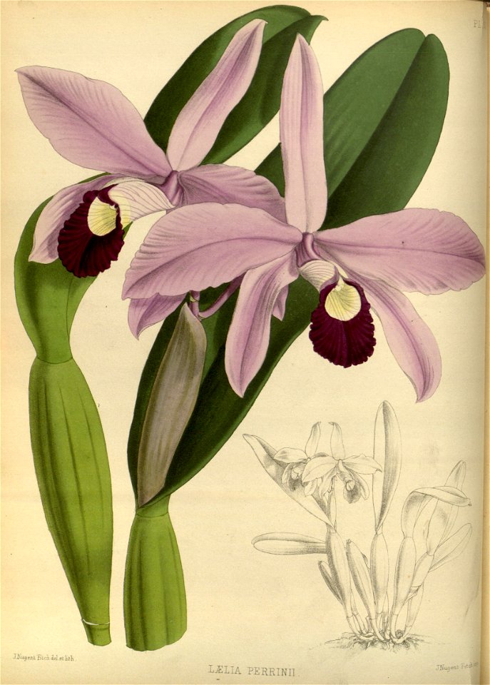 R. Warner & B.S. Williams - The Orchid Album - volume 02 - plate 060 (1883)