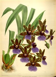 R. Warner & B.S. Williams - The Orchid Album - volume 01 - plate 028 (1882)