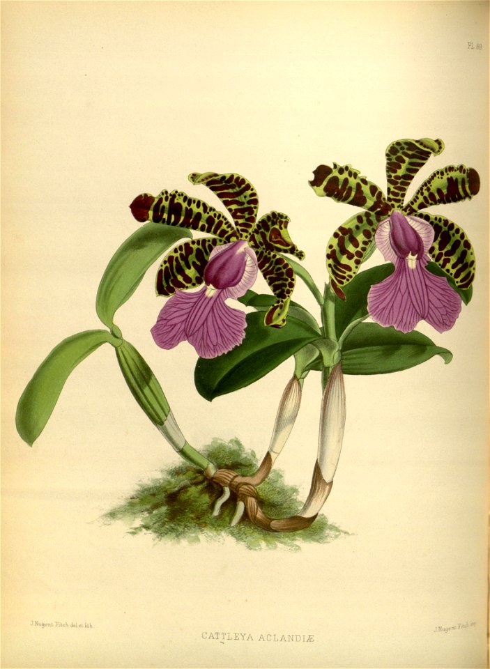 R. Warner & B.S. Williams - The Orchid Album - volume 02 - plate 069 (1883)