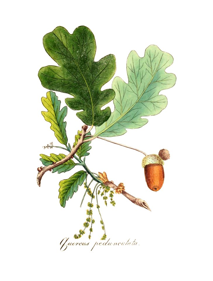 Quercus robur - Flora medica, oder, Abbildung der wichtigsten officinellen Pflanzen (Pl. 106) - clean