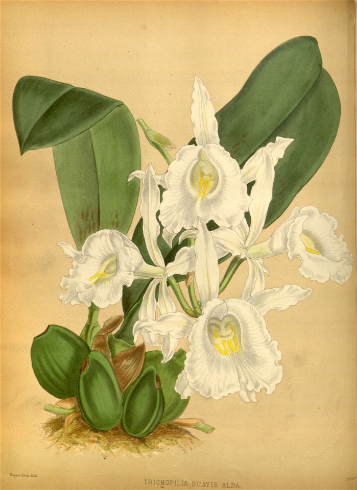 R. Warner & B.S. Williams - The Orchid Album - volume 01 - plate 014 (1882)