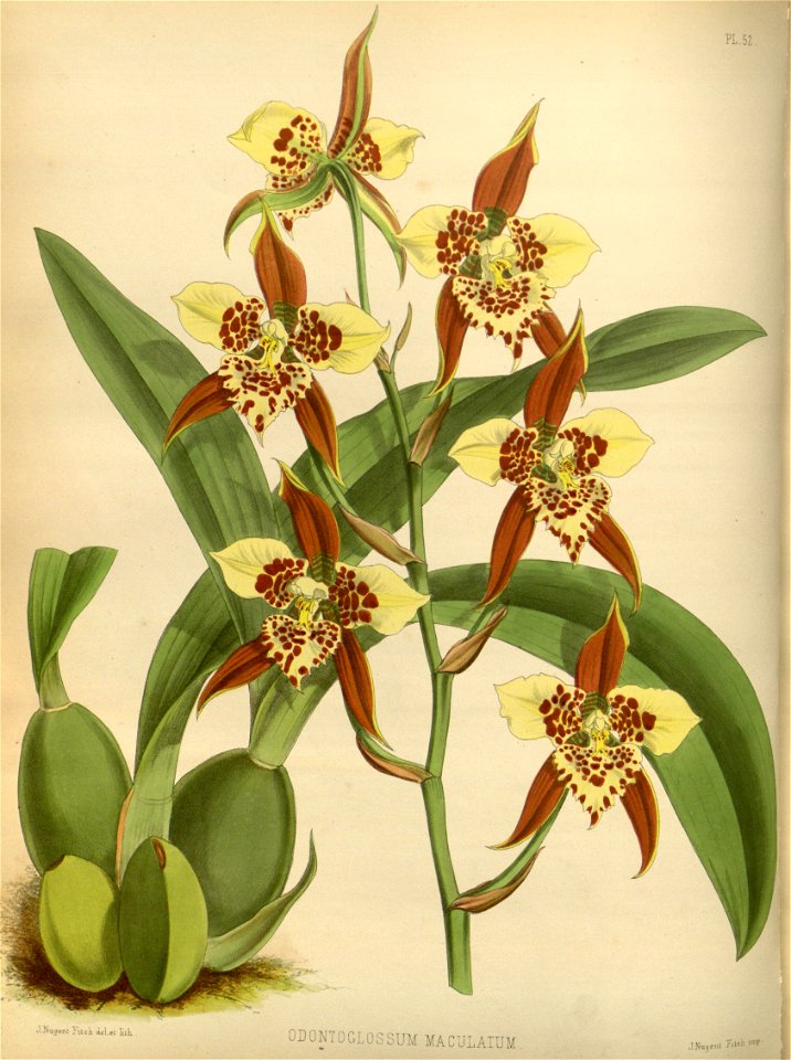 R. Warner & B.S. Williams - The Orchid Album - volume 02 - plate 052 (1883)