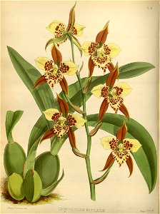 R. Warner & B.S. Williams - The Orchid Album - volume 02 - plate 052 (1883)