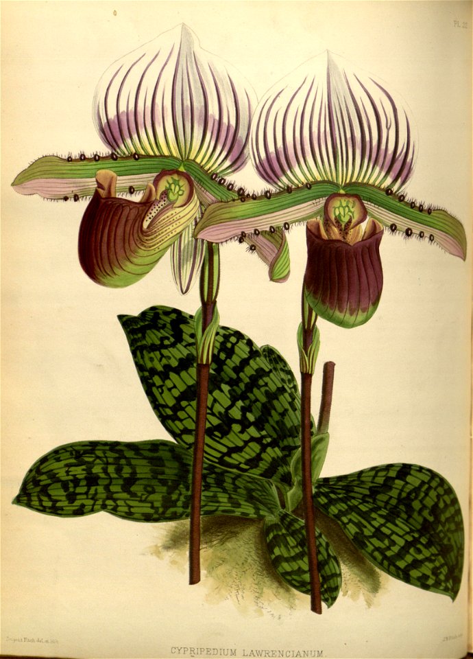 R. Warner & B.S. Williams - The Orchid Album - volume 01 - plate 022 (1882)
