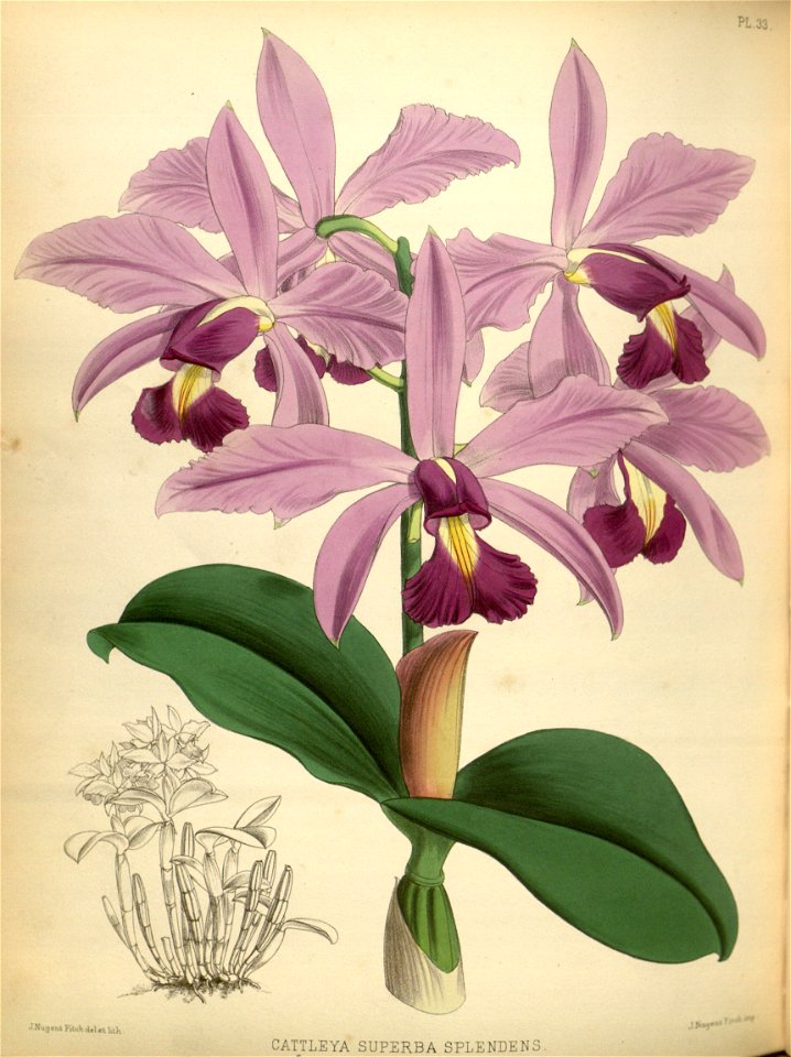 R. Warner & B.S. Williams - The Orchid Album - volume 01 - plate 033 (1882)