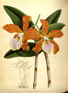 R. Warner & B.S. Williams - The Orchid Album - volume 01 - plate 026 (1882)