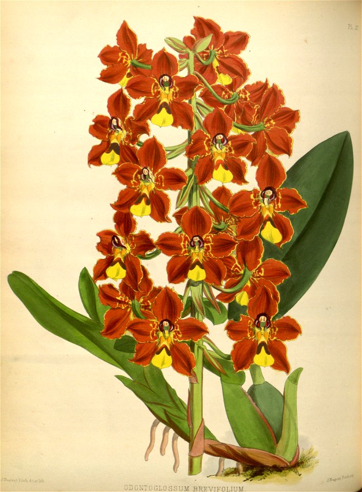 R. Warner & B.S. Williams - The Orchid Album - volume 01 - plate 027 (1882)
