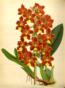R. Warner & B.S. Williams - The Orchid Album - volume 01 - plate 027 (1882)