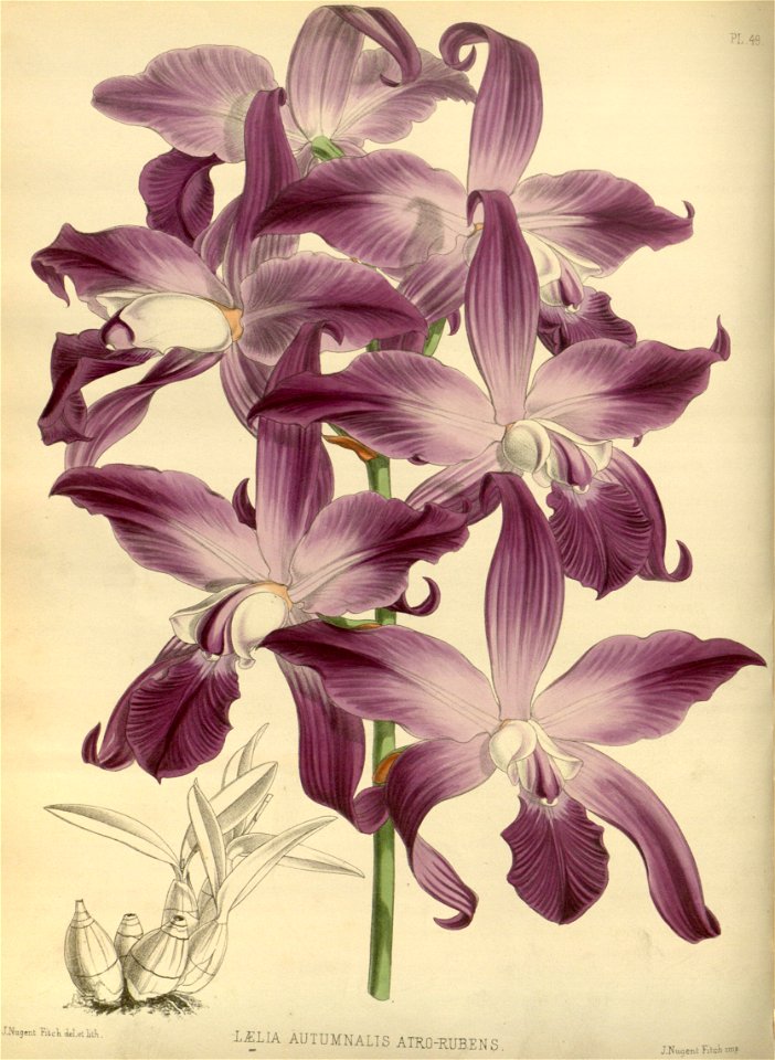 R. Warner & B.S. Williams - The Orchid Album - volume 02 - plate 049 (1883)