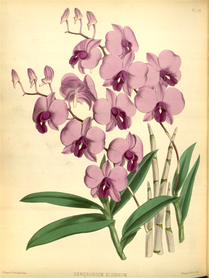 R. Warner & B.S. Williams - The Orchid Album - volume 01 - plate 038 (1882)