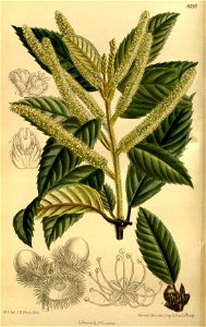 Quercus densiflora 143-8695
