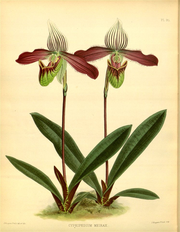 R. Warner & B.S. Williams - The Orchid Album - volume 02 - plate 095 (1883)