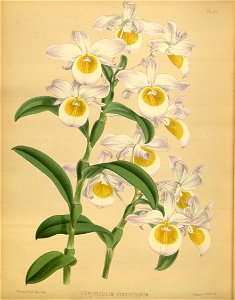 R. Warner & B.S. Williams - The Orchid Album - volume 02 - plate 092 (1883)
