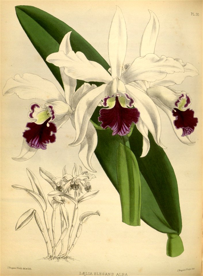 R. Warner & B.S. Williams - The Orchid Album - volume 01 - plate 030 (1882)