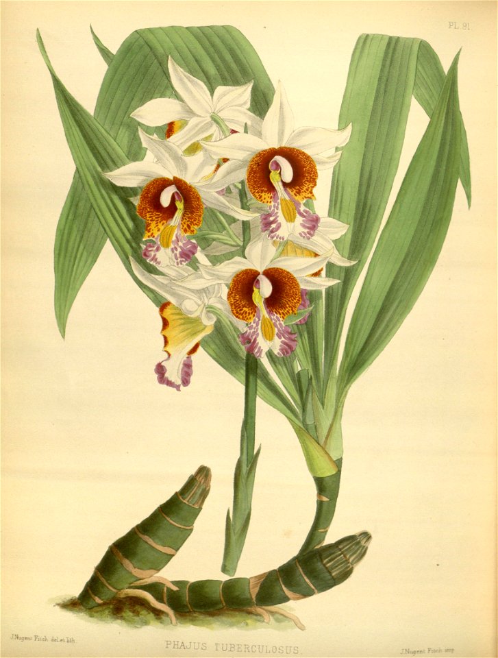 R. Warner & B.S. Williams - The Orchid Album - volume 02 - plate 091 (1883)