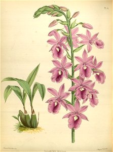 R. Warner & B.S. Williams - The Orchid Album - volume 01 - plate 031 (1882)