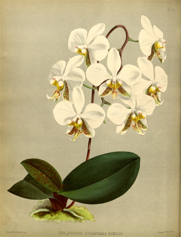 R. Warner & B.S. Williams - The Orchid Album - volume 01 - plate 039 (1882)