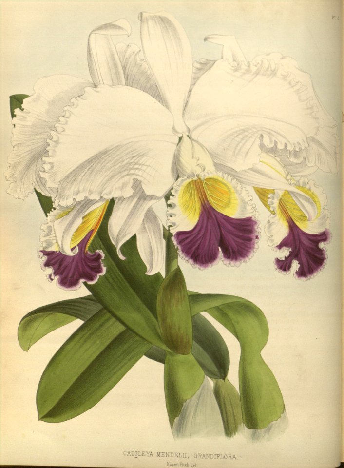 R. Warner & B.S. Williams - The Orchid Album - volume 01 - plate 003 (1882)