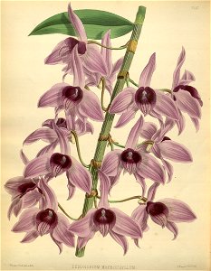 R. Warner & B.S. Williams - The Orchid Album - volume 01 - plate 042 (1882)