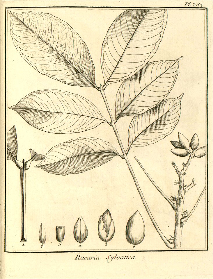 Racaria sylvatica Aublet 1775 pl 382
