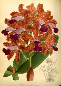 R. Warner & B.S. Williams - The Orchid Album - volume 01 - plate 016 (1882)