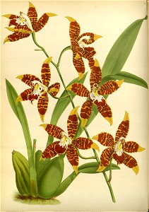 R. Warner & B.S. Williams - The Orchid Album - volume 02 - plate 058 (1883)