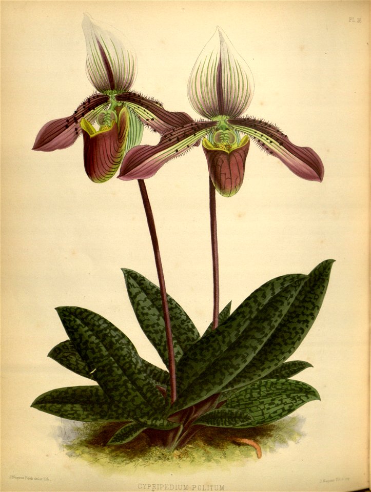 R. Warner & B.S. Williams - The Orchid Album - volume 01 - plate 036 (1882)