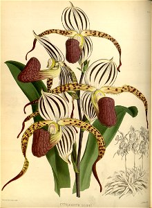 R. Warner & B.S. Williams - The Orchid Album - volume 01 - plate 008 (1882)