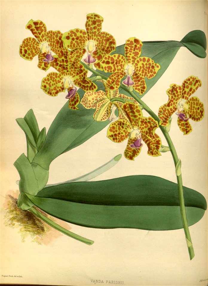R. Warner & B.S. Williams - The Orchid Album - volume 01 - plate 015 (1882)