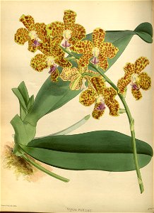 R. Warner & B.S. Williams - The Orchid Album - volume 01 - plate 015 (1882)