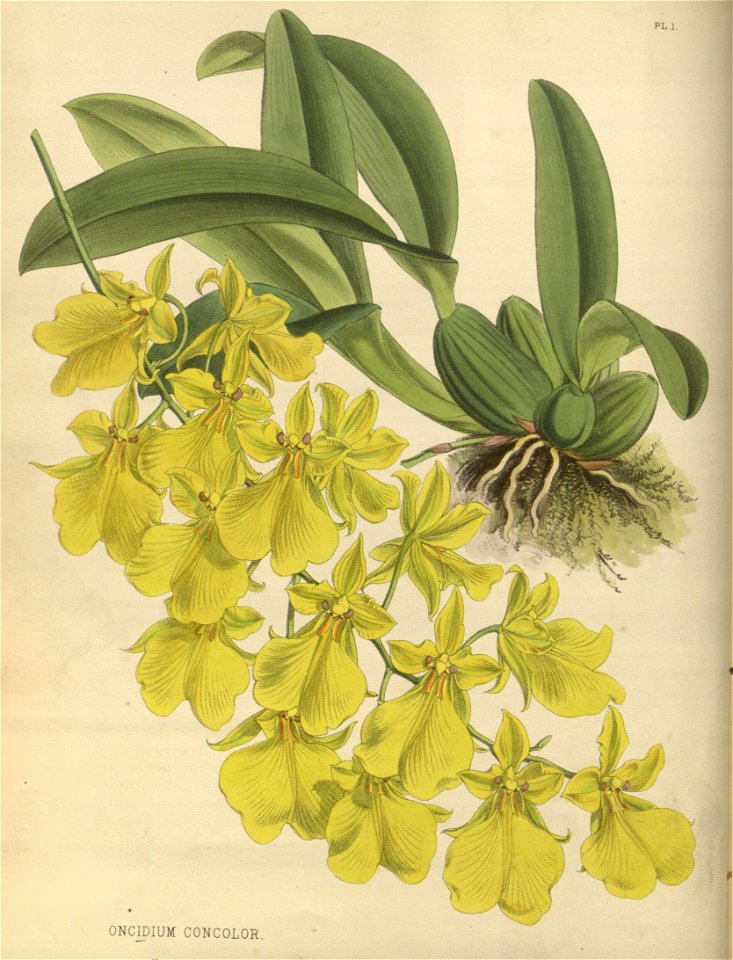R. Warner & B.S. Williams - The Orchid Album - volume 01 - plate 001 (1882)