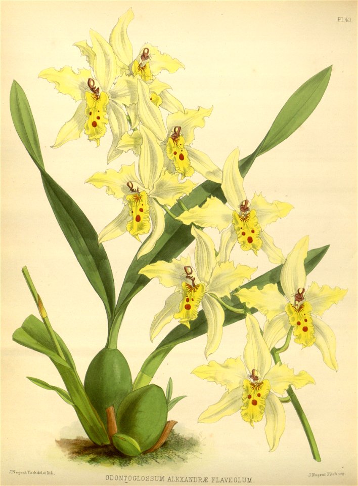 R. Warner & B.S. Williams - The Orchid Album - volume 01 - plate 043 (1882)