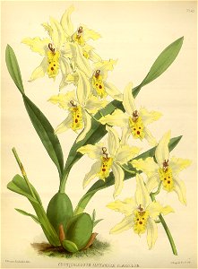 R. Warner & B.S. Williams - The Orchid Album - volume 01 - plate 043 (1882)