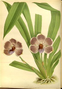 R. Warner & B.S. Williams - The Orchid Album - volume 02 - plate 057 (1883)