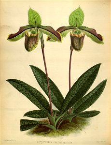 R. Warner & B.S. Williams - The Orchid Album - volume 01 - plate 037 (1882)