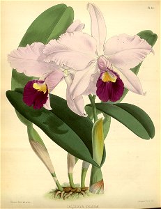 R. Warner & B.S. Williams - The Orchid Album - volume 01 - plate 045 (1882)