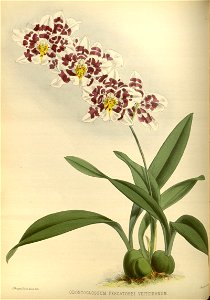 R. Warner & B.S. Williams - The Orchid Album - volume 02 - plate 068 (1883)