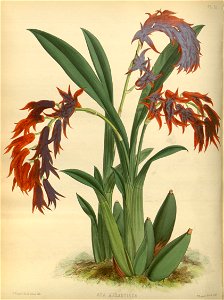 R. Warner & B.S. Williams - The Orchid Album - volume 02 - plate 053 (1883)